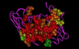 Biofarmaci e vaccini di nuova generazione prodotti in pianta per terapie di malattie di grande impatto sociale e tecniche di biologia molecolare avanzate