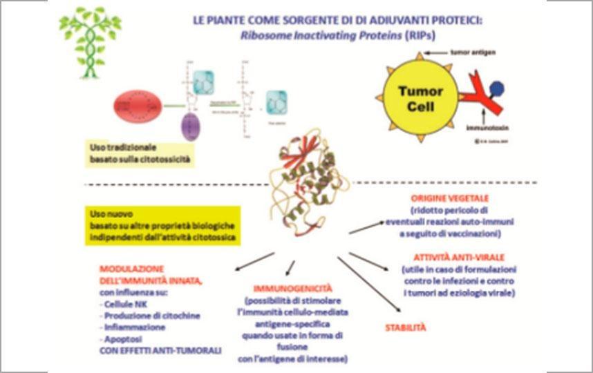 Chimere genetiche tra sequenze vegetali e antigeni virali e/o tumorali: immunoterapia dei tumori associati alle infezioni dal virus papilloma umano (HPV)