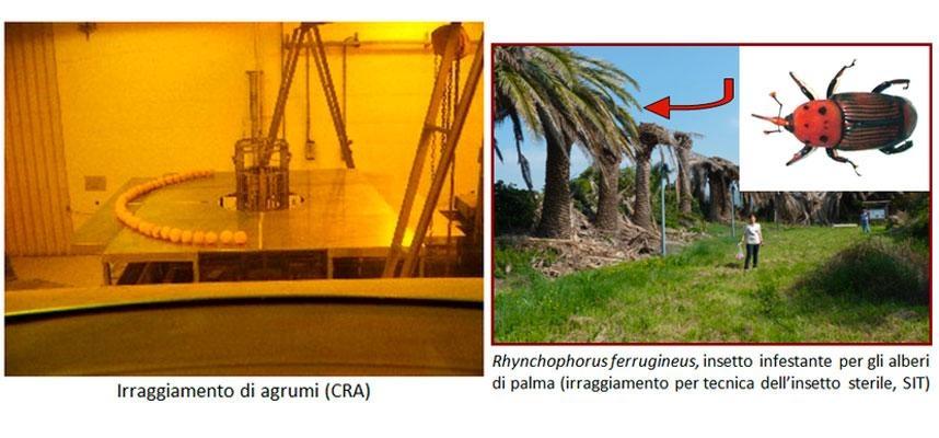 Facility di irraggiamento gamma Calliope per l'agricoltura