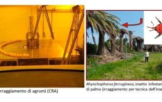 Facility di irraggiamento gamma Calliope per l'agricoltura