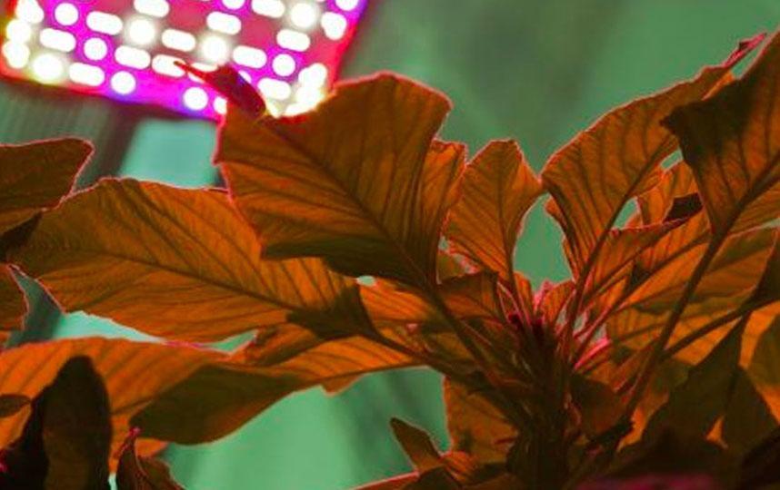Progetto HORTSPACE