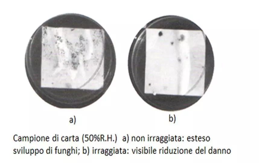 Campione di carta (50% R.H.) a sinistra non irraggiata: esteso sviluppo di funghi, a destra irraggiata: visibile riduzione del danno